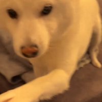 撫でてほしいましろちゃん