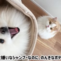 ポテチくんとレモンさんの再会4
