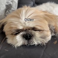 眠る犬