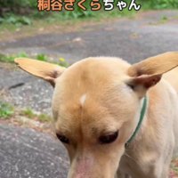 山中を放浪していたさくらちゃん