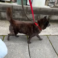 軽やかな足取りでトコトコ♪