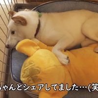 仲良く添い寝