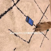 スマホでトンビの鳴き声を再生