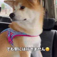 ドライブ中のひなちゃんの変化4