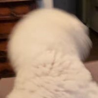 ジタバタ暴れるわんこ！？