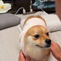 服を頭からかぶる犬