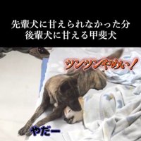 甘えん坊なハルヱちゃんの過去と現在5