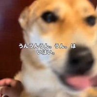 顔へ向かって飛びつく保護犬
