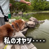 鯉に餌をあげた時のたこやきちゃん8