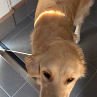 帰ってきた飼い主を玄関でお迎えする犬