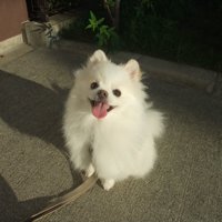 ぽわぽわ