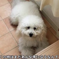 トリミングに行ったら…