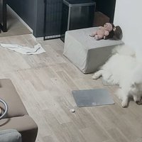 お部屋で過ごすセブンちゃん