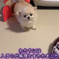 こちらを見る犬2