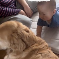 犬を見つめる赤ちゃん