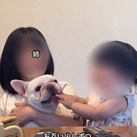 はなちゃんを触る女の子