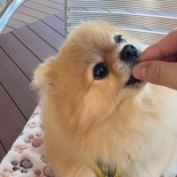 むぎちゃん用のオヤツをあげます