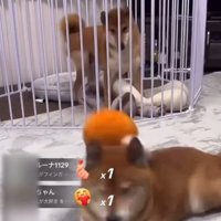 ロックくん＆ボブくんのハプニング5
