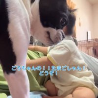 赤ちゃんが泣いた時のごろちゃん5