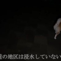 散歩する柴犬
