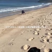 砂山を見つけたロコくん