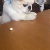 ボーロを食べたいワンコ7