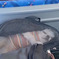 ぐっすり眠る犬