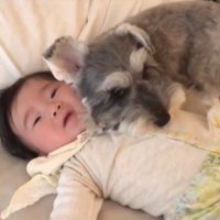 赤ちゃんを枕にするトトちゃん6