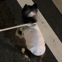 少し浮き上がった犬の体