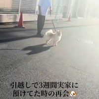 飼い主さんを凝視するサニーくん