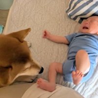 泣く赤ちゃんを見守る柴犬