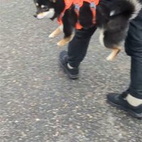 抱えられて横を向く犬5