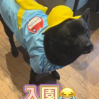 母作の衣装を着る信玄くん⑩