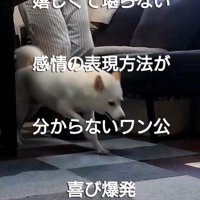 勢いよく走る犬