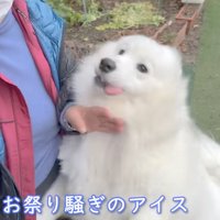 庭を走り回るサモエド