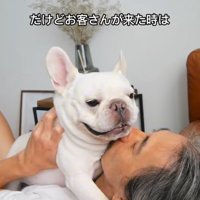 小型犬を抱っこするお父さん