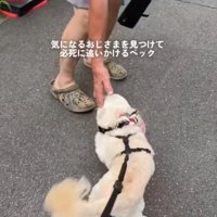 ふり返って犬を撫でる男性