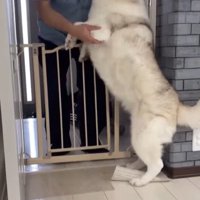 寧々ちゃん＆茶々ちゃんのお出迎え9