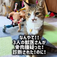 ぽちこちゃんと猫