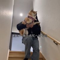 抱っこされる犬