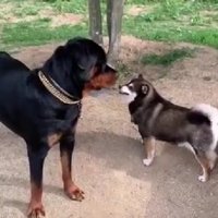 友達犬に怒られた