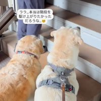 ララちゃんとユーザーさんの再会