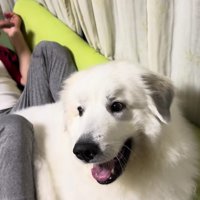 「絶対降りない！」