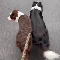 ルナちゃん＆リッカちゃんのお散歩2