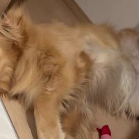 そのうちニャーと鳴きそう！？