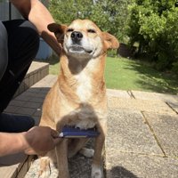 胸元をブラッシングされる犬