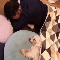 こたつに入る男性と犬