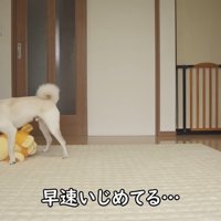 噛んだり振り回したりして遊んでいます