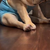 足を投げ出して座る犬の足
