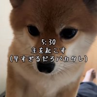 飼い主を見下ろす犬